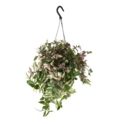 Tradescantia : Suspension Diamètre 18 Cm - Variétés Variables -Einhell Boutique 21071 003