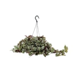 Tradescantia : Suspension Diamètre 18 Cm - Variétés Variables -Einhell Boutique 21071 004