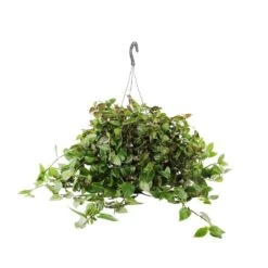 Tradescantia : Suspension Diamètre 18 Cm - Variétés Variables -Einhell Boutique 21071 006