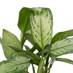 Aglaonema Christina - H30cm, ø12cm - Plante D'intérieur -Einhell Boutique 226315f1022fb16f
