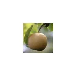 Nashi Nieiseiki : Gobelet Ctr 3 Ans D'âge 9 Nashi Nieiseiki : Gobelet Ctr 3 Ans D'âge -Einhell Boutique 229605 001