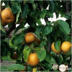 Nashi Nieiseiki : Gobelet Ctr 3 Ans D'âge 8 Nashi Nieiseiki : Gobelet Ctr 3 Ans D'âge -Einhell Boutique 229605 003