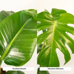Strelitzia Nicolai, Monstera Deliciosa, Duo De Plantes - Grandes Plantes D'intérieur -Einhell Boutique 234a08022e7bcd88