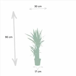 Yucca X2 - H90cm, ø17cm - Grandes Plantes D'intérieur -Einhell Boutique 23abb00bcae0af1c