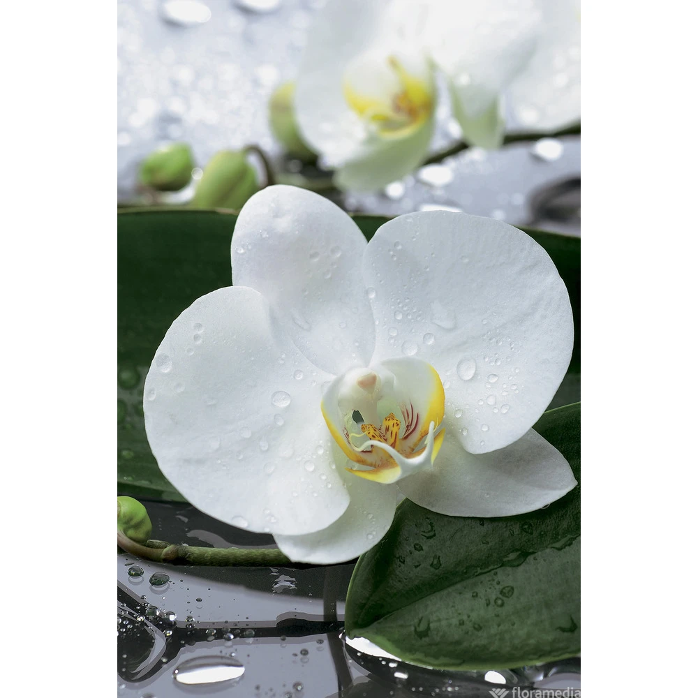 Orchidée Phalaeonopsis 2 Tiges - Pot D.12 Cm 4 Orchidée Phalaeonopsis 2 Tiges - Pot D.12 Cm – Image 2