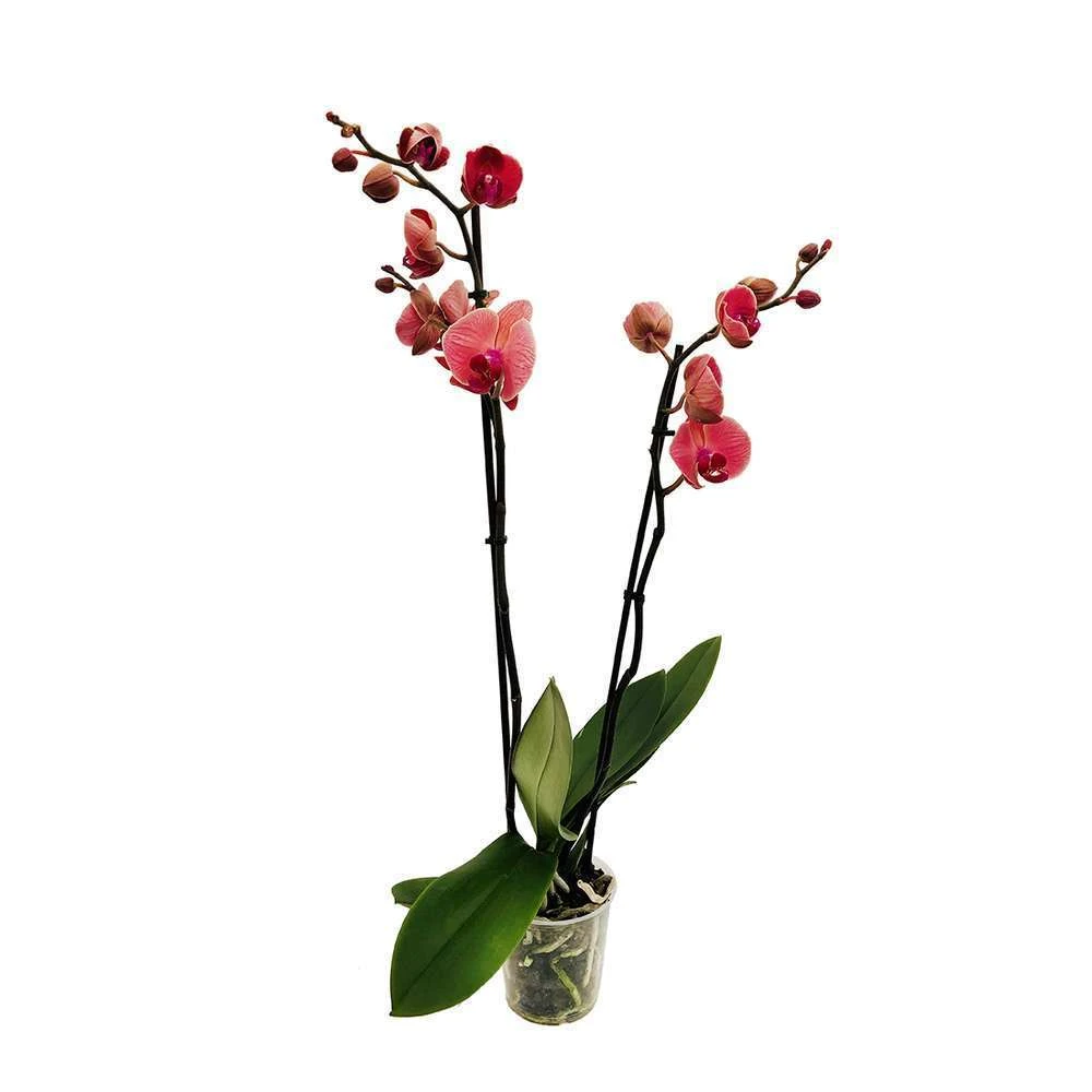 Orchidée Phalaeonopsis 2 Tiges - Pot D.12 Cm 7 Orchidée Phalaeonopsis 2 Tiges - Pot D.12 Cm – Image 5