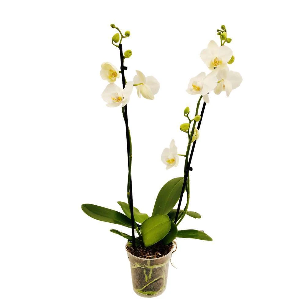 Orchidée Phalaeonopsis 2 Tiges - Pot D.12 Cm 6 Orchidée Phalaeonopsis 2 Tiges - Pot D.12 Cm – Image 4