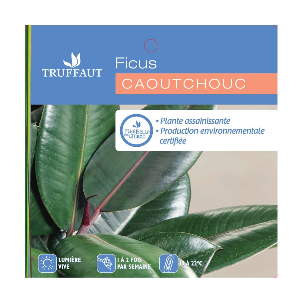 Caoutchouc : 3 Pieds Pot 6 Caoutchouc : 3 Pieds Pot – Image 4