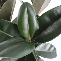 Caoutchouc : 3 Pieds Pot 8 Caoutchouc : 3 Pieds Pot -Einhell Boutique 28705 002