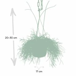 Rhipsalis Baccifera - H30cm, ø12cm - Plante D'intérieur Tombante -Einhell Boutique 293e650cb9f7254e