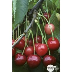 Cerisier Bigarreau Marmotte : Demi Tige Ctr 15 Litres -Einhell Boutique 29603 002