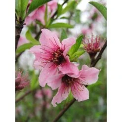 Nectarinier Nectarose : Demi Tige Ctr 15 Litres -Einhell Boutique 29612 002