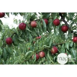 Nectarinier Nectarose : Demi Tige Ctr 15 Litres -Einhell Boutique 29612 003