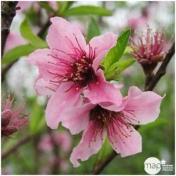 Nectarinier Nectarose : Demi Tige Ctr 15 Litres -Einhell Boutique 29612 004