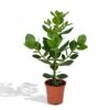 Clusia Princess - H60cm, ø12cm - Plante D'intérieur -Einhell Boutique 297959d8bdbfd340
