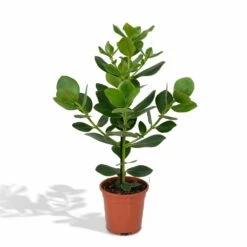 Clusia Princess - H60cm, ø12cm - Plante D'intérieur
