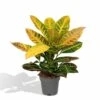 Codiaeum Petra Croton - H45cm, ø17cm - Plante D'intérieur