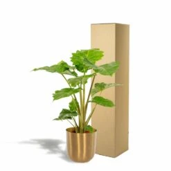 L'alocasia Portodora Et Son Cache-pot Doré - H80cm, ø21cm - Grande Plante D'intérieur -Einhell Boutique 2c7a5efbb044a121