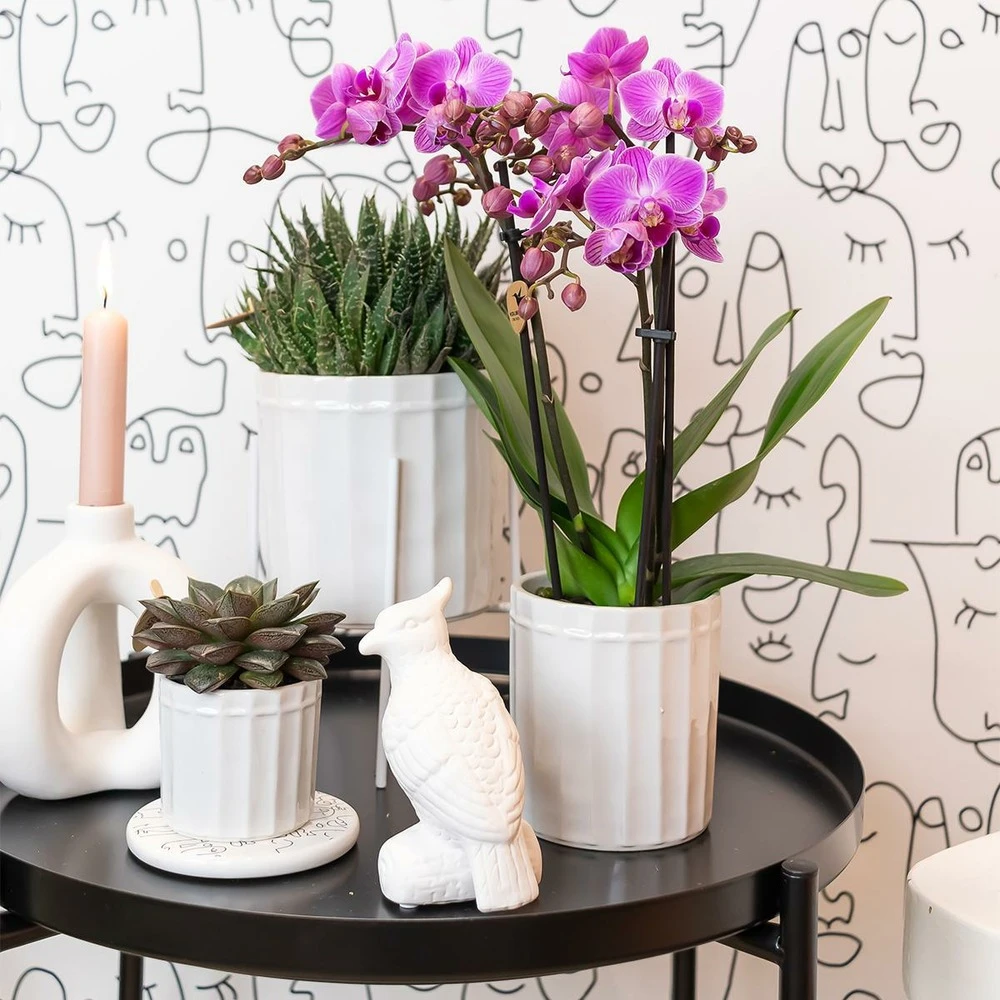 Echeveria Purpusorum - H9cm, ø6cm - Plante D'intérieur 4 Echeveria Purpusorum - H9cm, ø6cm - Plante D'intérieur – Image 2