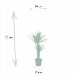 Yucca, Dracaena, Duo De Plantes - Plantes D'intérieur -Einhell Boutique 2e75aedb227abe1b