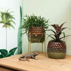 Rhipsalis Baccifera - H10cm, ø6cm - Plante D'intérieur -Einhell Boutique 2e8d3bdc2506711c