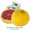Pomelos A Chair Rose Bio Tailles:pot De 3 Litres, Hauteur 30/40 Cm -Einhell Boutique 2ed3940e2398882b