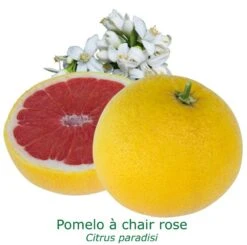 Pomelos A Chair Rose Bio Tailles:pot De 3 Litres, Hauteur 30/40 Cm