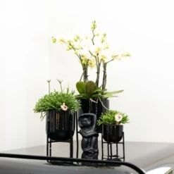 Rhipsalis Baccifera - H10cm, ø6cm - Plante D'intérieur -Einhell Boutique 30cc427b0a29f939