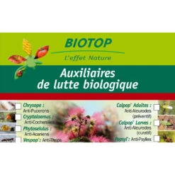 Coccinelle Cryptolæmus Montrouzieri, 25 Adultes Anti-cochenilles