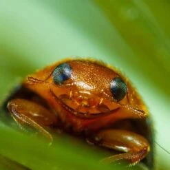 Coccinelle Cryptolæmus Montrouzieri, 25 Adultes Anti-cochenilles -Einhell Boutique 314244 007