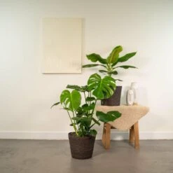 Monstera Deliciosa, Bananier Musa Et Leurs Paniers Noirs, Duo De Plantes - Grandes Plantes D'intérieur -Einhell Boutique 31e295ea4954b484