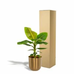 Bananier Nain Cavendish Et Son Cache-pot Doré - H90cm, ø21cm - Grande Plante D'intérieur -Einhell Boutique 323bc417e6a22b8b