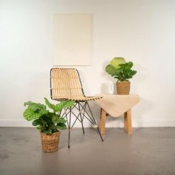 Calathea Orbifolia Duo - Plantes D'intérieur 8 Calathea Orbifolia Duo - Plantes D'intérieur -Einhell Boutique 323dddbbf6665bdf