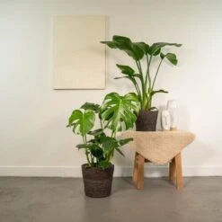 Strelitzia Nicolai, Monstera Deliciosa, Duo De Plantes - Grandes Plantes D'intérieur -Einhell Boutique 32f359ea8f3749a3