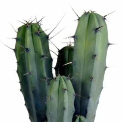 Myrtillocactus - H40cm, ø17cm - Plante D'intérieur Facile D'entretien -Einhell Boutique 33303d85be75e3e9