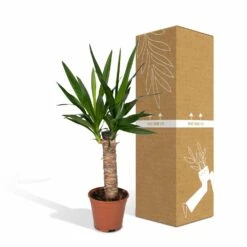Yucca - H40cm, ø14cm - Plante D'intérieur 11 Yucca - H40cm, ø14cm - Plante D'intérieur -Einhell Boutique 3432fe20eae17f67