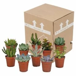 Succulentes, Box De 10 Plantes - H13cm, ø5,5cm - Plantes D'intérieur -Einhell Boutique 34c5cec915ff5cc9