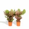 Calathea Makoyana Duo - Plantes D'intérieur -Einhell Boutique 36ff86858d8c71ca