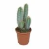 Pilosocereus Azureus - H40cm, ø17cm - Plante D'intérieur -Einhell Boutique 37421b3778f56b7f