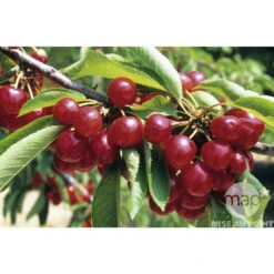 Cerisier Coeur De Pigeon : ½ Tige, 4-5 Ans, H 170-180 Cm -Einhell Boutique 37589 002