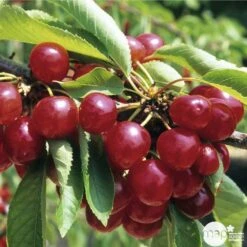 Cerisier Coeur De Pigeon : ½ Tige, 4-5 Ans, H 170-180 Cm -Einhell Boutique 37589 003