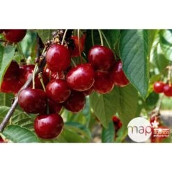 Cerisier Bigarreau Géant D'Hedelfingen 1/2 Tige 2ans âge Ctr 15L 7 Cerisier Bigarreau Géant D'Hedelfingen 1/2 Tige 2ans âge Ctr 15L -Einhell Boutique 37597 002