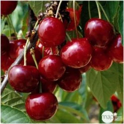 Cerisier Bigarreau Géant D'Hedelfingen 1/2 Tige 2ans âge Ctr 15L 6 Cerisier Bigarreau Géant D'Hedelfingen 1/2 Tige 2ans âge Ctr 15L -Einhell Boutique 37597 003