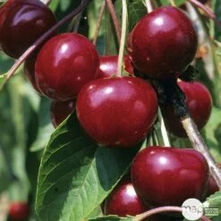 Cerisier Griotte Montmorency : ½ Tige, 4-5 Ans, H 170-180 Cm -Einhell Boutique 37611 004