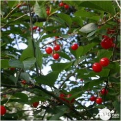 Cerisier Griotte Montmorency : ½ Tige, 4-5 Ans, H 170-180 Cm -Einhell Boutique 37611 006