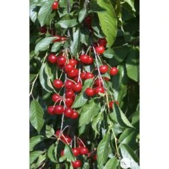 Cerisier Griotte Montmorency : ½ Tige, 4-5 Ans, H 170-180 Cm -Einhell Boutique 37611 009