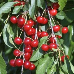 Cerisier Griotte Montmorency : ½ Tige, 4-5 Ans, H 170-180 Cm -Einhell Boutique 37611 010