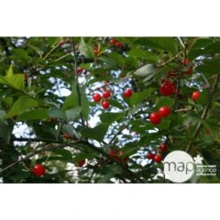 Cerisier Griotte De Montmorency : Gobelet 3 Ans D'âge Ctr 12 Litres 15 Cerisier Griotte De Montmorency : Gobelet 3 Ans D'âge Ctr 12 Litres -Einhell Boutique 37613 004