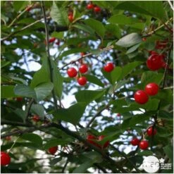 Cerisier Griotte De Montmorency : Gobelet 3 Ans D'âge Ctr 12 Litres 12 Cerisier Griotte De Montmorency : Gobelet 3 Ans D'âge Ctr 12 Litres -Einhell Boutique 37613 006