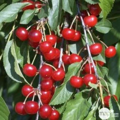 Cerisier Griotte De Montmorency : Gobelet 3 Ans D'âge Ctr 12 Litres 13 Cerisier Griotte De Montmorency : Gobelet 3 Ans D'âge Ctr 12 Litres -Einhell Boutique 37613 008